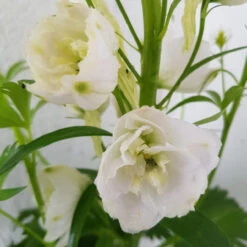 Delphinium Galahad