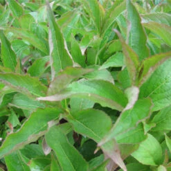 Deutzia 'Magicien' 4L