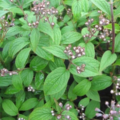 Deutzia 'Mont Rose' 4L