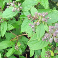 Deutzia X Hybrida 'Pink Pompom' 4L