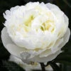 Paeonia Duchesse De Nemours 4L/21cm -Hozelock Lola Shop duchesse de nemours f1 34560.1665133468