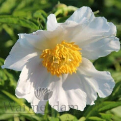 Paeonia Emodi (Cv) 4L/21cm