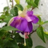 Fuchsia 'Delta's Sarah' 3L 2 Fuchsia 'Delta's Sarah' 3L -Hozelock Lola Shop fuchsia delta s sarah 1 68837.1665133510