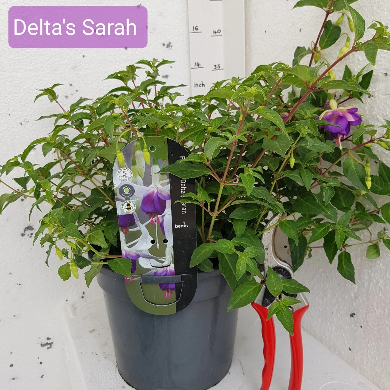 Fuchsia 'Delta's Sarah' 3L 4 Fuchsia 'Delta's Sarah' 3L - Image 2