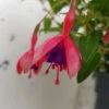 Fuchsia 'Tom Thumb' Hardy Variety 3Ltr -Hozelock Lola Shop fuchsia tom thumb close up 15801.1665133504