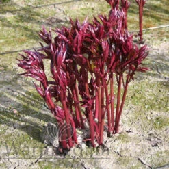 Paeonia Gardenia 4L/21cm -Hozelock Lola Shop gardenia f2 07400.1662993093