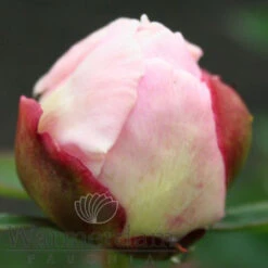Paeonia Gardenia 4L/21cm -Hozelock Lola Shop gardenia f5 45487.1662993093