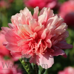 Paeonia Lorelei 4L/21cm -Hozelock Lola Shop lorelei f1 60567.1662993095