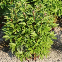 Paeonia Lorelei 4L/21cm -Hozelock Lola Shop lorelei f3 89563.1662993095