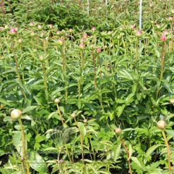 Paeonia Lorelei 4L/21cm -Hozelock Lola Shop lorelei f4 30146.1662993095