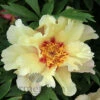Paeonia Momo Taro 4L/21cm -Hozelock Lola Shop momo taro f1 30353.1665133470