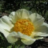 Paeonia Moonrise 4L/21cm -Hozelock Lola Shop moonrise f1 05825.1665133468
