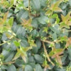 Osmanthus Burkwoodi 3L -Hozelock Lola Shop osmanthus x burkwoodii pshgen0297 15039.1665133505