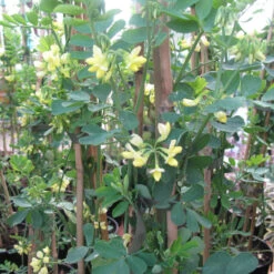 Coronilla V Glauca Citrina