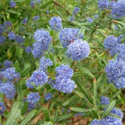 Ceanothus 'Italian Skies' 4L