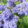 Ceanothus 'Skylark' 4L -Hozelock Lola Shop pclgen0392 2 44791.1665133444