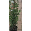Lonicera Periclymenum 'Belgica' 3L -Hozelock Lola Shop pcllon0015 08523.1665133445