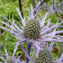 Eryngium B Picos Blue 2L
