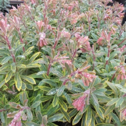 Euphorbia 'Ascot Rainbow' 2L