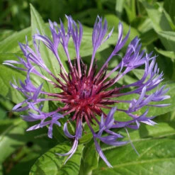 Centaurea Montana 'Blue' 3L