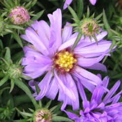 Aster Dumosus 'Lady In Blue' 3L