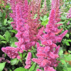 Astilbe 'Vision In Red' 3L