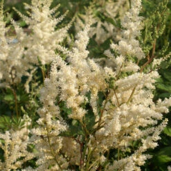 Astilbe 'Vision In White' 3L