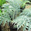 Cynara Card 'Cardoon' 3L -Hozelock Lola Shop phhgen0219 01610.1665133457