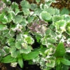 Nepeta 'Grannilocks' 3L -Hozelock Lola Shop phhgen0230 38234.1665133457