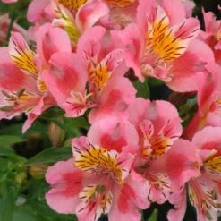 Alstroemeria 'Princess Theresa' 3L