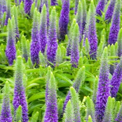 Veronica 'Royal Candles' 3L