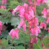 Dicentra 'King Of Hearts' 3L -Hozelock Lola Shop phhgen0415 king of hearts 61536.1665133460
