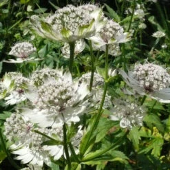 Astrantia Major 'Superstar' 3L