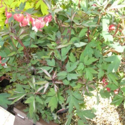 Dicentra Spec 'Valentine 3L