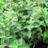 Nepeta 'Six Hills Giant' -Hozelock Lola Shop phhgen0540 03570.1665133462