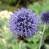 Echinops 'Veitch's Blue' 3L -Hozelock Lola Shop phhgen0754 83297.1665133463