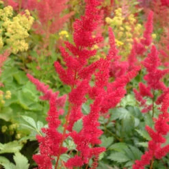 Astilbe Arendsii 'Fanal' 3L
