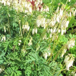 Dicentra Spec 'Alba' 3L
