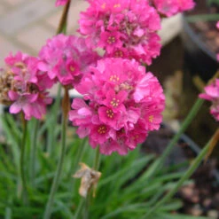 Armeria Maritima 'Splendens' 2L