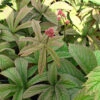 Rodgersia 'Chocolate Wing' 3L -Hozelock Lola Shop phhgen1262 92833.1665133468