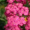 Achillea 'Pretty Belinda' 3L -Hozelock Lola Shop phhgen1287 32447.1665133468