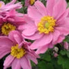 Anemone Japonica 'Serenade' 3L -Hozelock Lola Shop phhgen1295 58830.1665133468