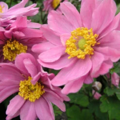 Anemone Japonica 'Serenade' 3L