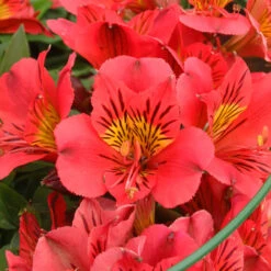 Alstroemeria 'Leyla' 3L