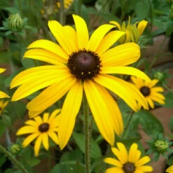 Rudbeckia Fulgida 'Deamii' 3L
