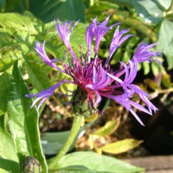 Centaurea 'John Coutts 3L'