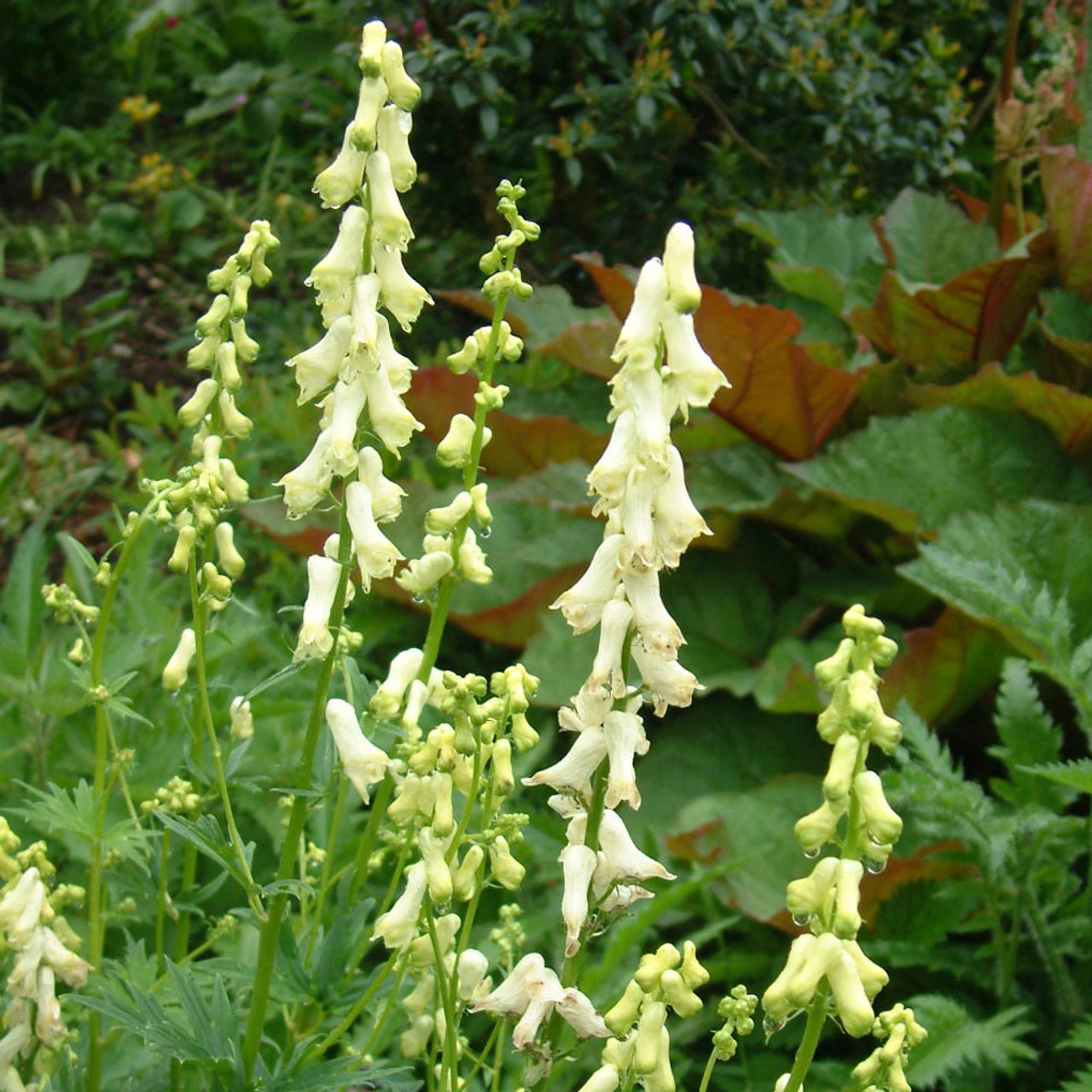 Aconitum Napellus 'Album' 3L 3 Aconitum Napellus 'Album' 3L