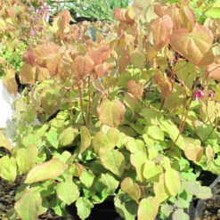 Epimedium Grandiflorum 'Lilafee' 3L