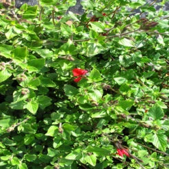 Salvia Microphylla 'Hot Lips'