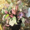 Ajuga 'Burgundy Glow' 3L 1 Ajuga 'Burgundy Glow' 3L -Hozelock Lola Shop phhgen1756 09830.1665133475